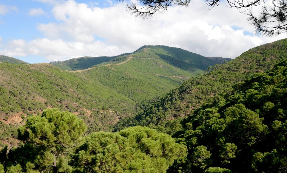 Paraje Natural Los Reales de Sierra Bermeja, Estepona, Spain, Spain